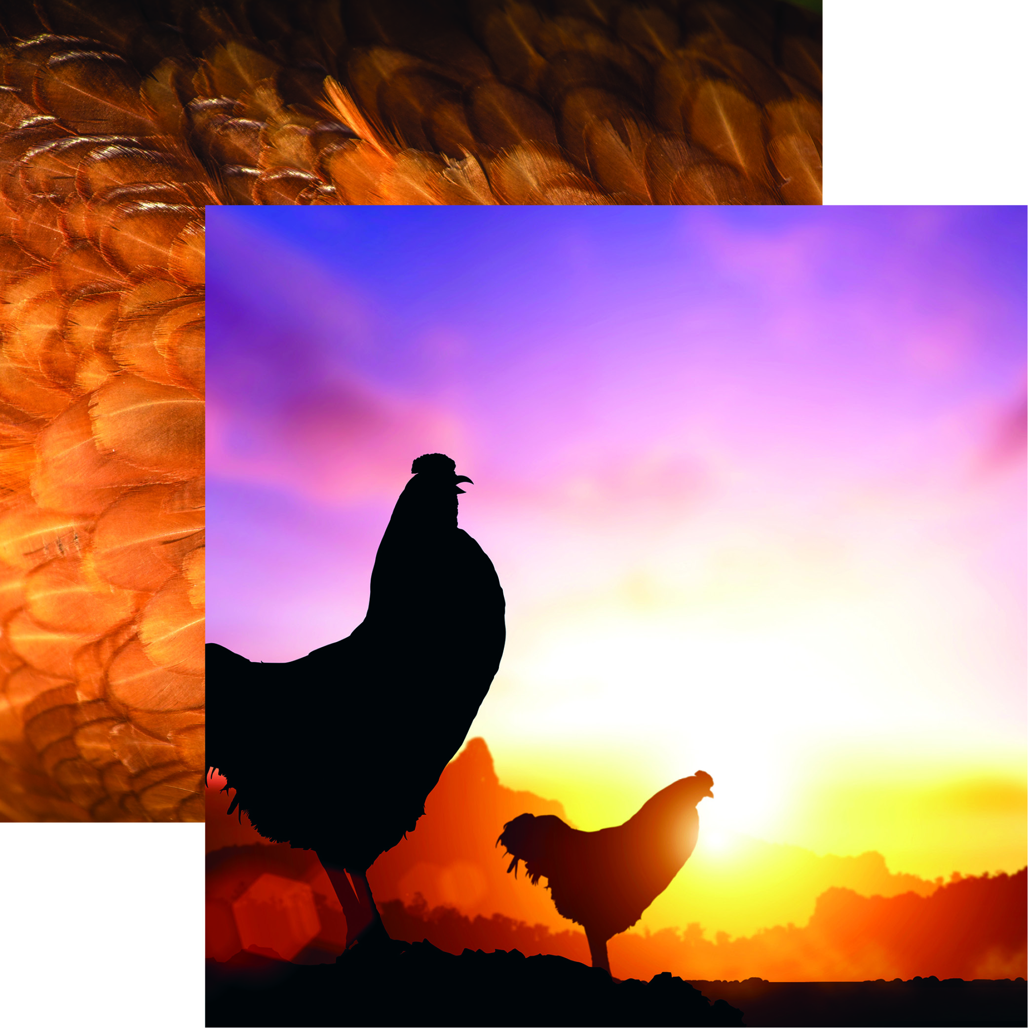 Chicken Life: Sunrise on the Farm DS Paper