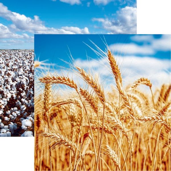 In the Field: Wheat Paper