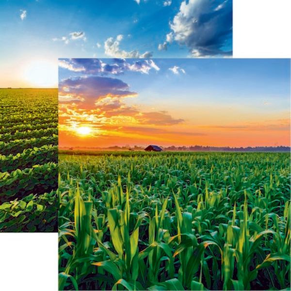 In the Field: Corn Paper
