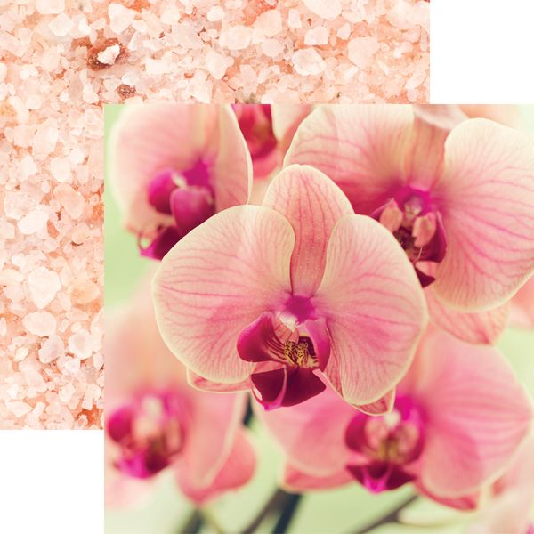Unwind: Pink Orchid DS Paper