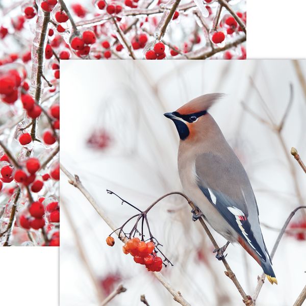 Winter Canvas: Birds & Berries DS Paper