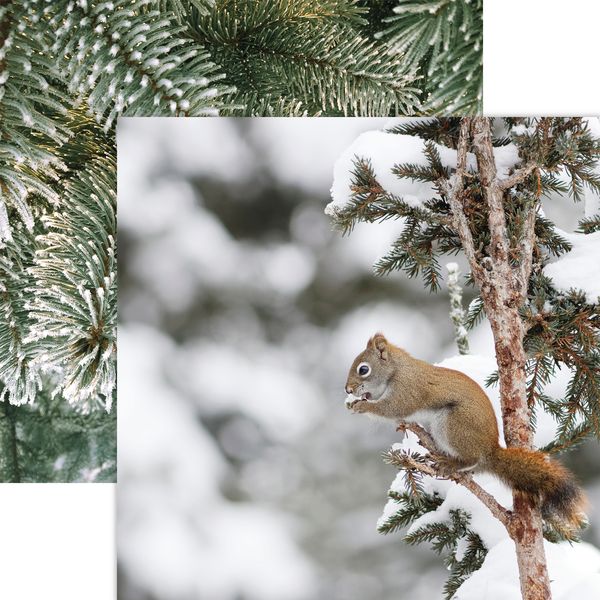 Winter Canvas: Red Squirrel DS Paper