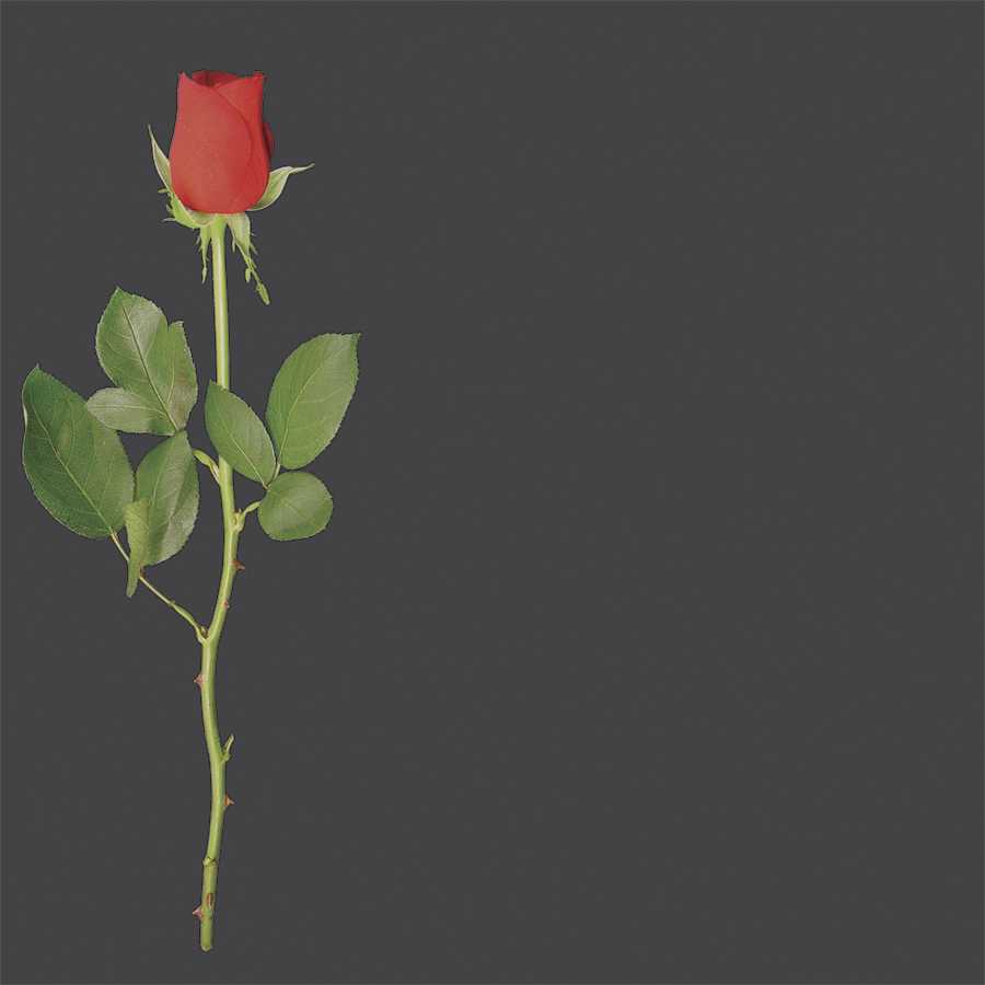 School Dances Paper - The Rose